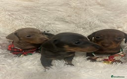 Miniature Dachshund dogs for sale: miniature dachshund puppies - Image 9