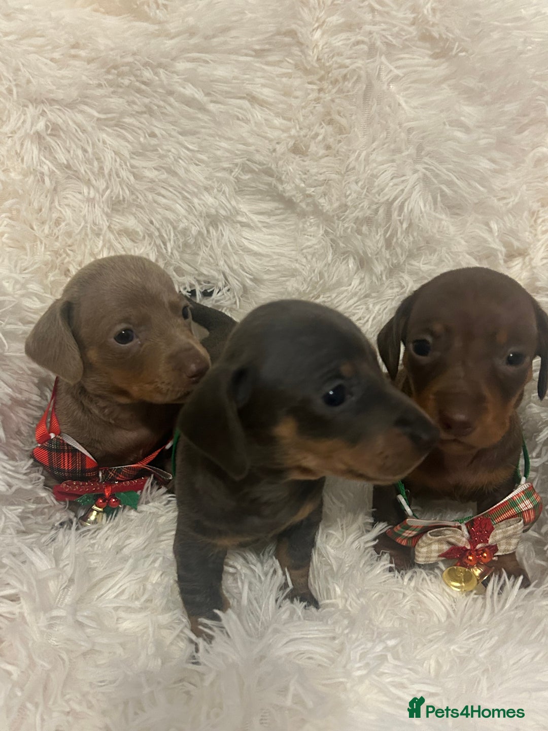 Miniature Dachshund dogs for sale: miniature dachshund puppies - Image 9