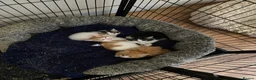 Mixed Breed cats for sale: Beautiful kittens  - Advert 1