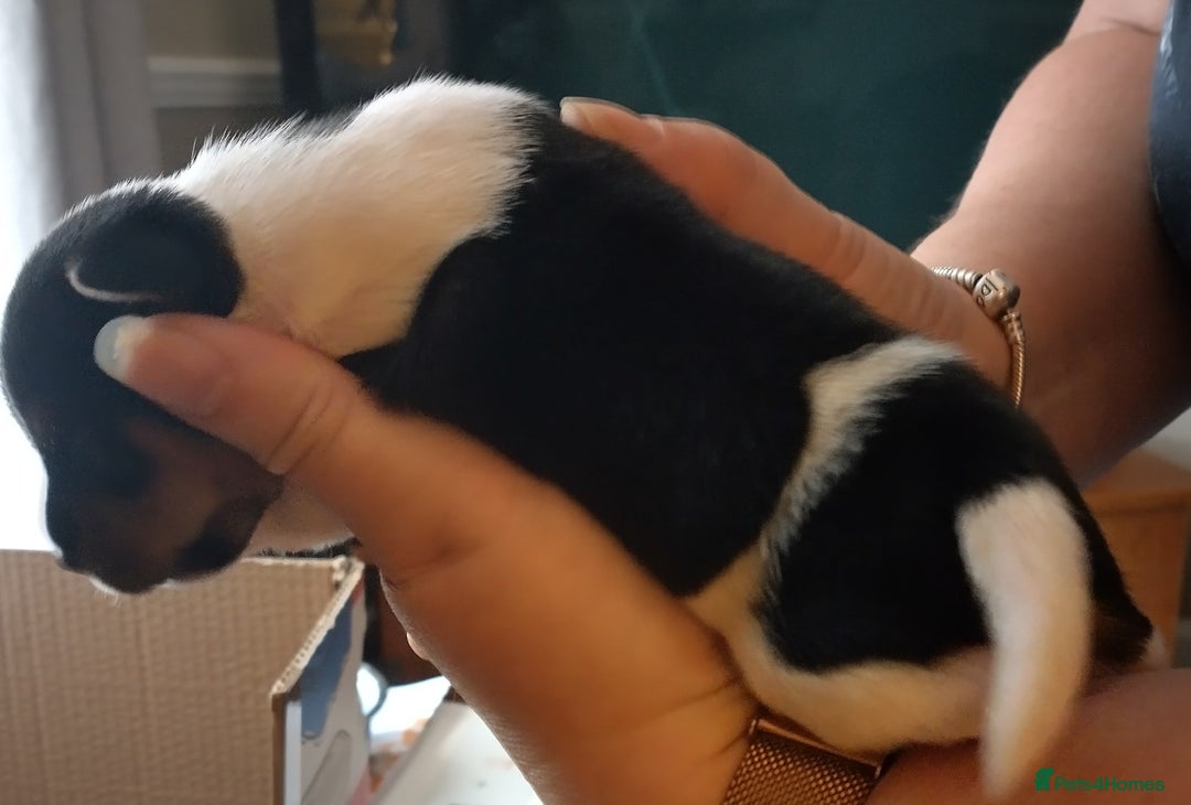 Jack Russell dogs for sale: Jack Russell litter  - Image 6