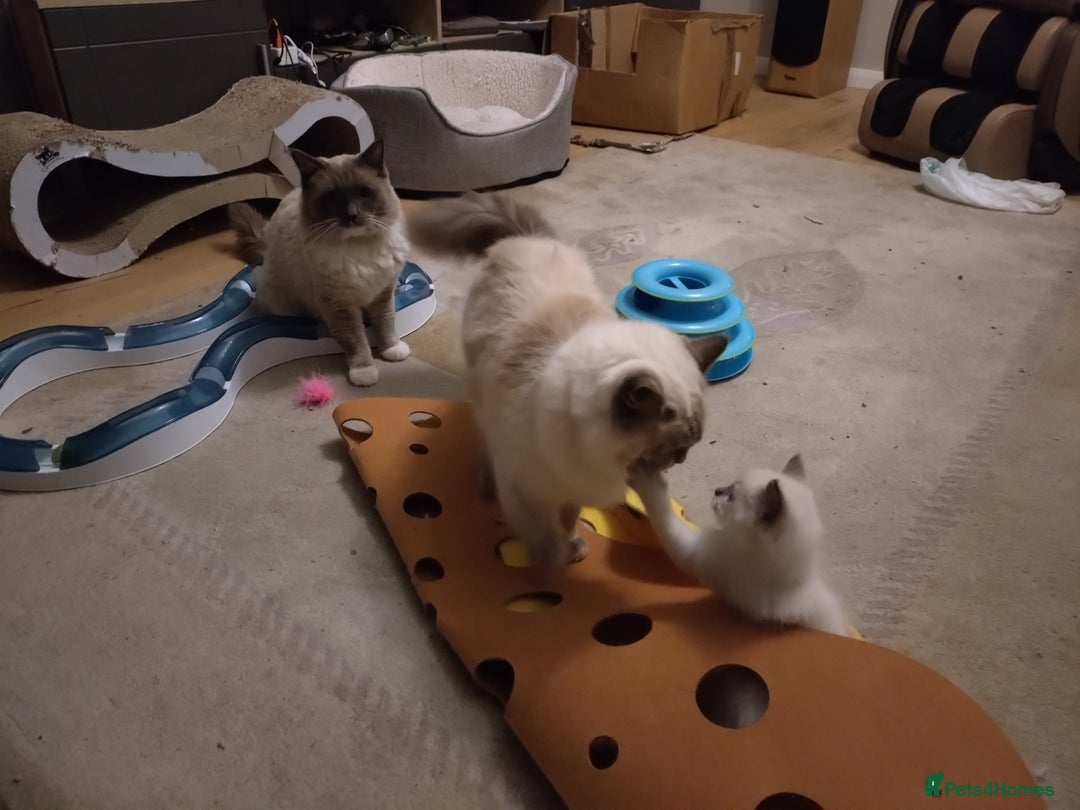 Ragdoll cats for sale: Blue point purebred ragdoll girl  - Image 21
