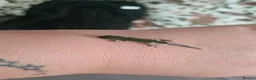 Gecko reptiles for sale: Baby Peacock geckos  - Advert 2