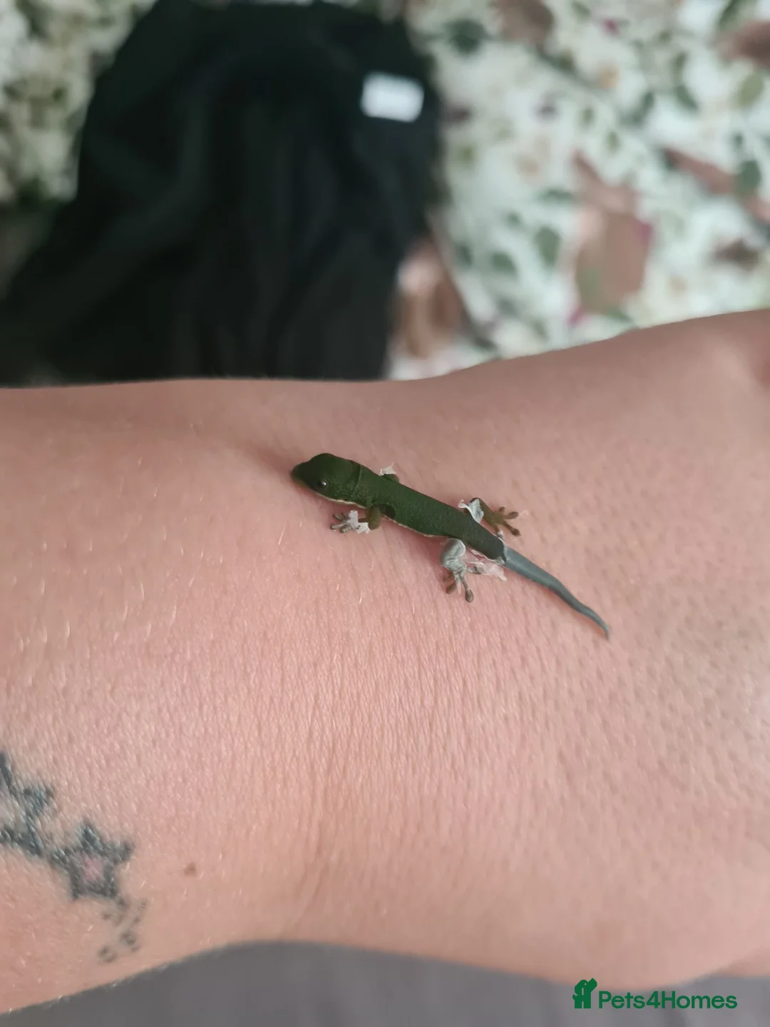 Gecko reptiles for sale: Baby Peacock geckos  - Advert 2