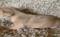 Jack Russell dogs for sale: Exceptional litter of miniature Jack RussellS - Image 17