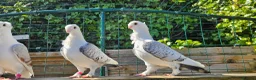 Pigeons birds for sale: Classic oriental frills - Advert 4