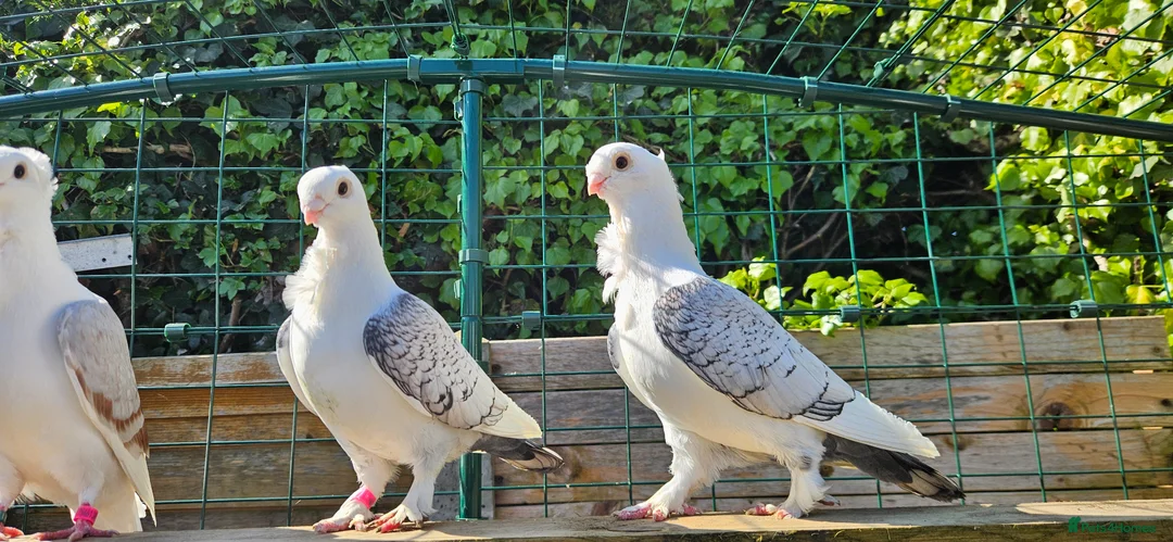 Pigeons birds for sale: Classic oriental frills - Advert 4