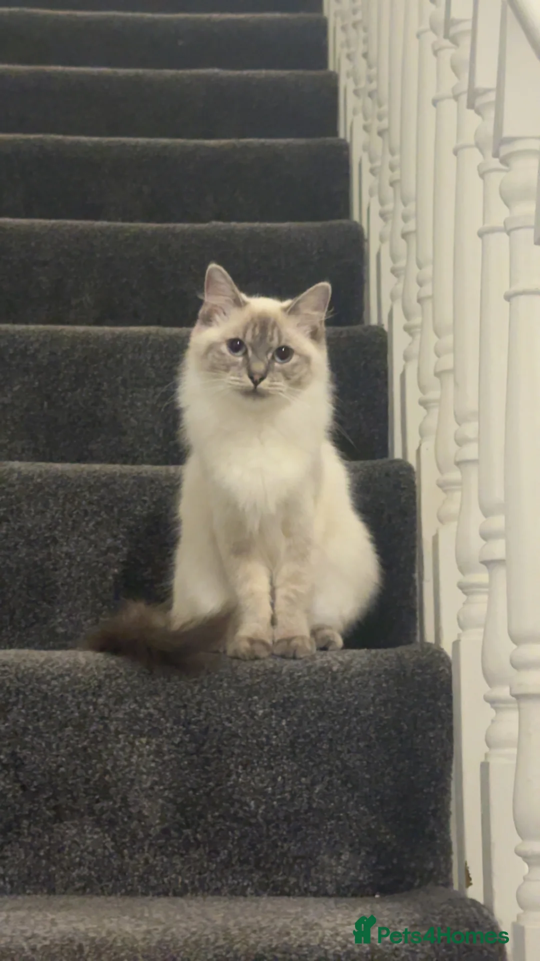 Ragdoll cats for sale: Beautiful Purebreed Ragdoll Kittens - Advert 12