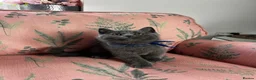 British Shorthair cats for sale: Outstanding British Shorthair kittens  - Advert 12