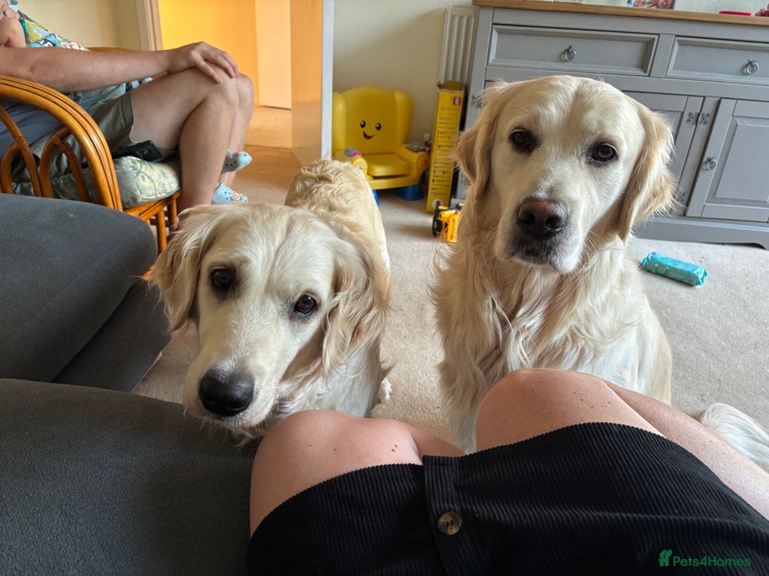 Golden Retriever dogs for sale: Two female Golden Retriever puppies left - Image 12