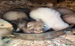 Ferret rodents for sale: 2 Hobs and a jill  - Advert 3