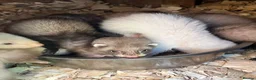 Ferret rodents for sale: Jill’s and hobs available  - Advert 3