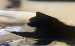 Mixed Breed cats for sale: Purr- fectly Adorable Kittens for loving homes - Advert 20