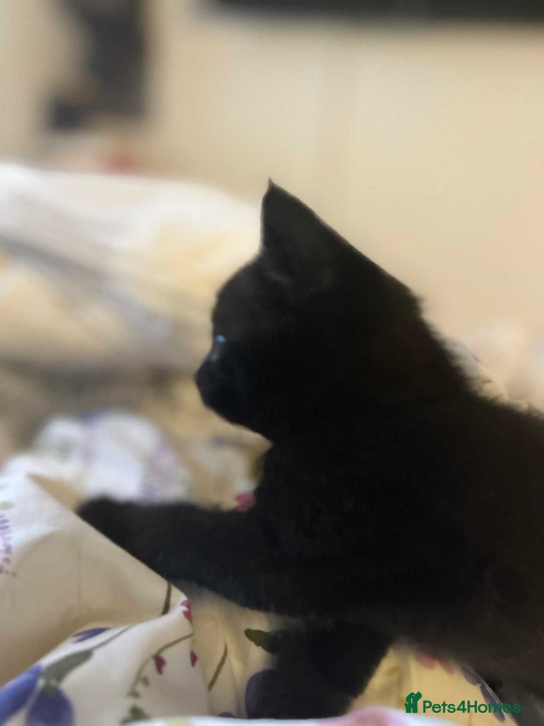 Mixed Breed cats for sale: Purr- fectly Adorable Kittens for loving homes - Advert 20