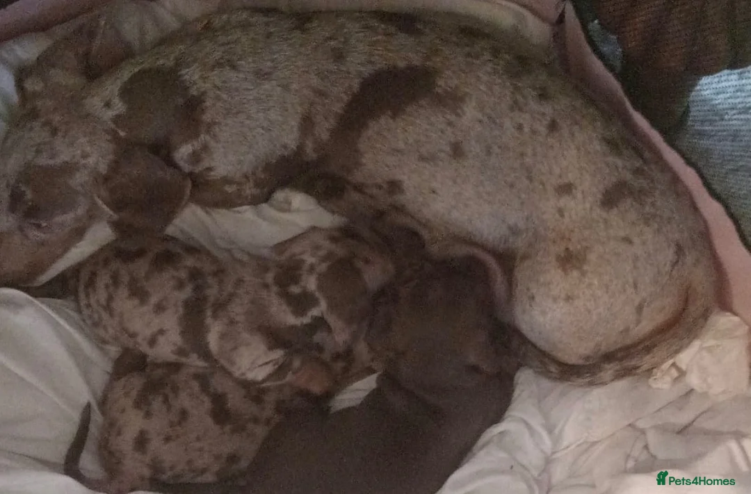 Miniature Dachshund dogs for sale: Miniature Dachshund Puppies - Advert 7