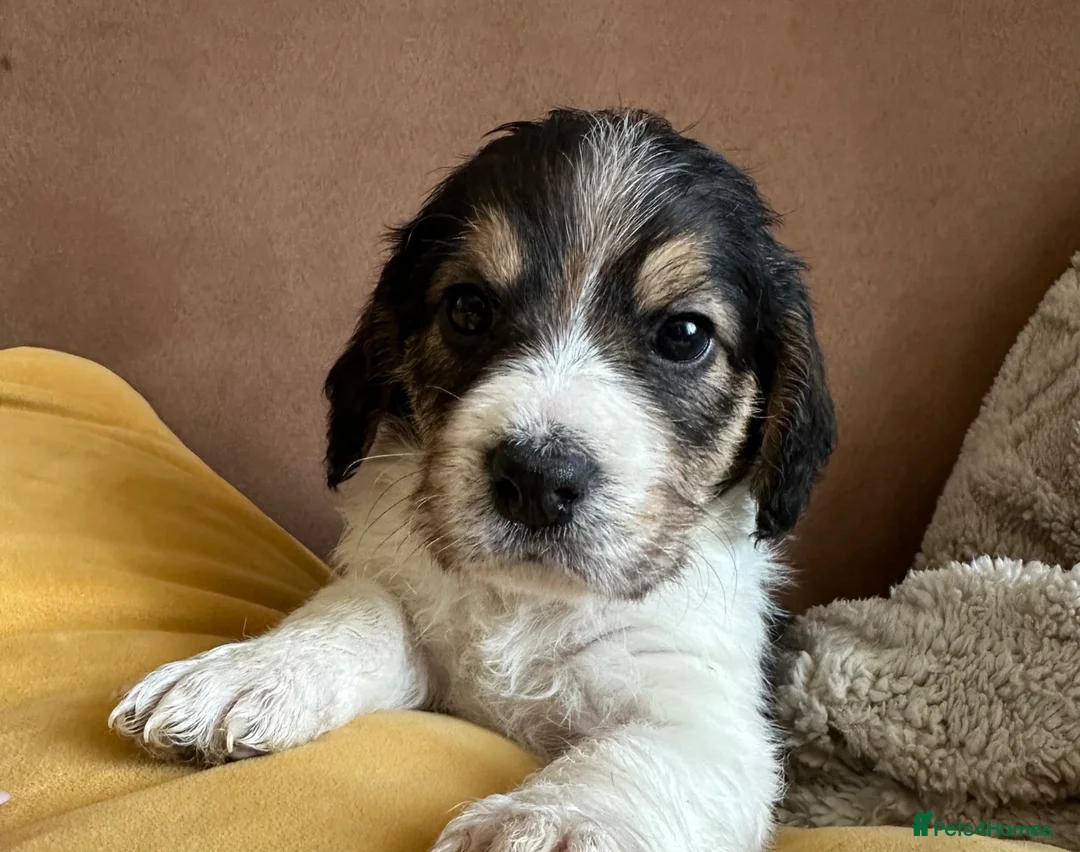Mixed Breed dogs for sale: Beautiful Beagle x Cavapoo Puppies 🐶  - Advert 2