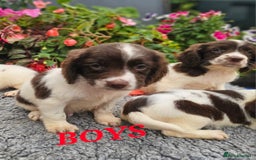English Springer Spaniel dogs for sale: QUALITY WORKING ESS PUPS - Image 19