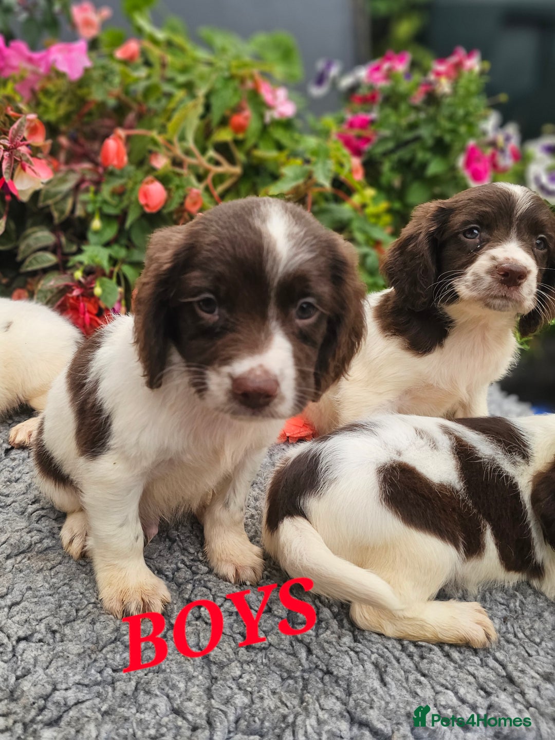 English Springer Spaniel dogs for sale: QUALITY WORKING ESS PUPS - Image 19