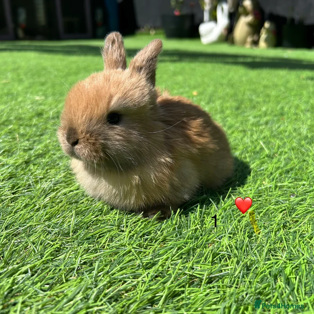 Mini Lop rabbits for sale: 7 pure mini lops in Maidstone - Advert 1