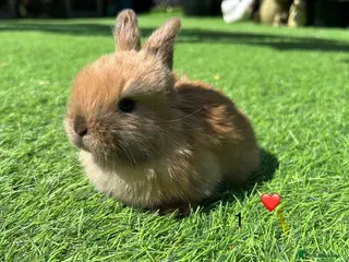 Mini Lop rabbits 7 pure mini lops - Advert 1