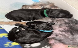 Yorkiepoo dogs for sale: Yorkiepoo Puppies - Image 6