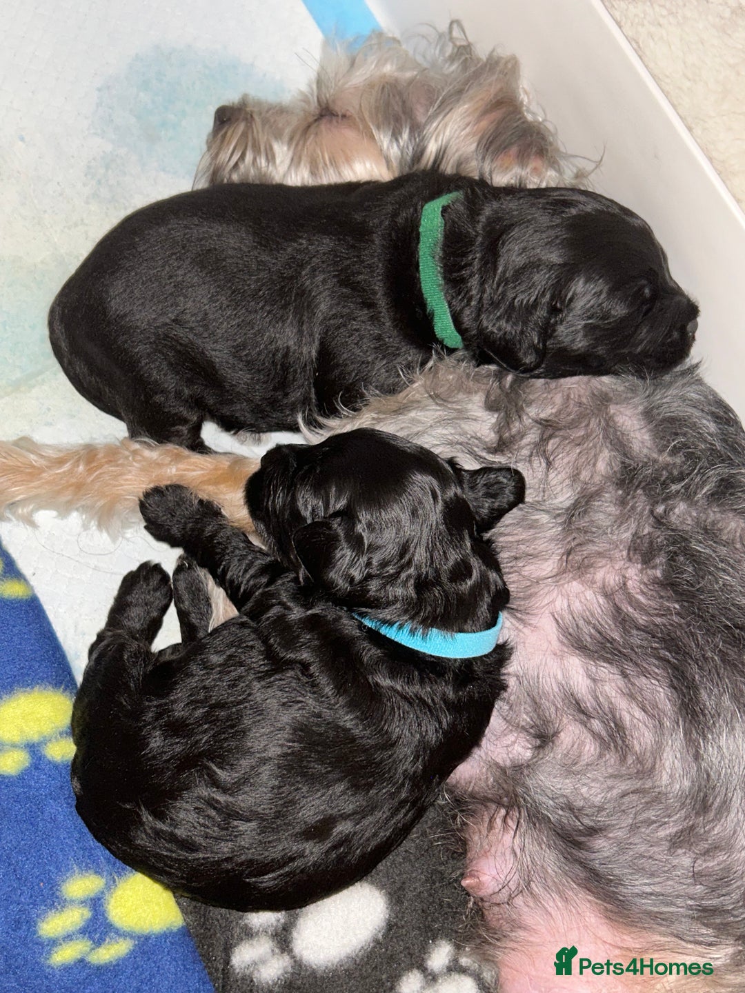Yorkiepoo dogs for sale: Yorkiepoo Puppies - Image 6