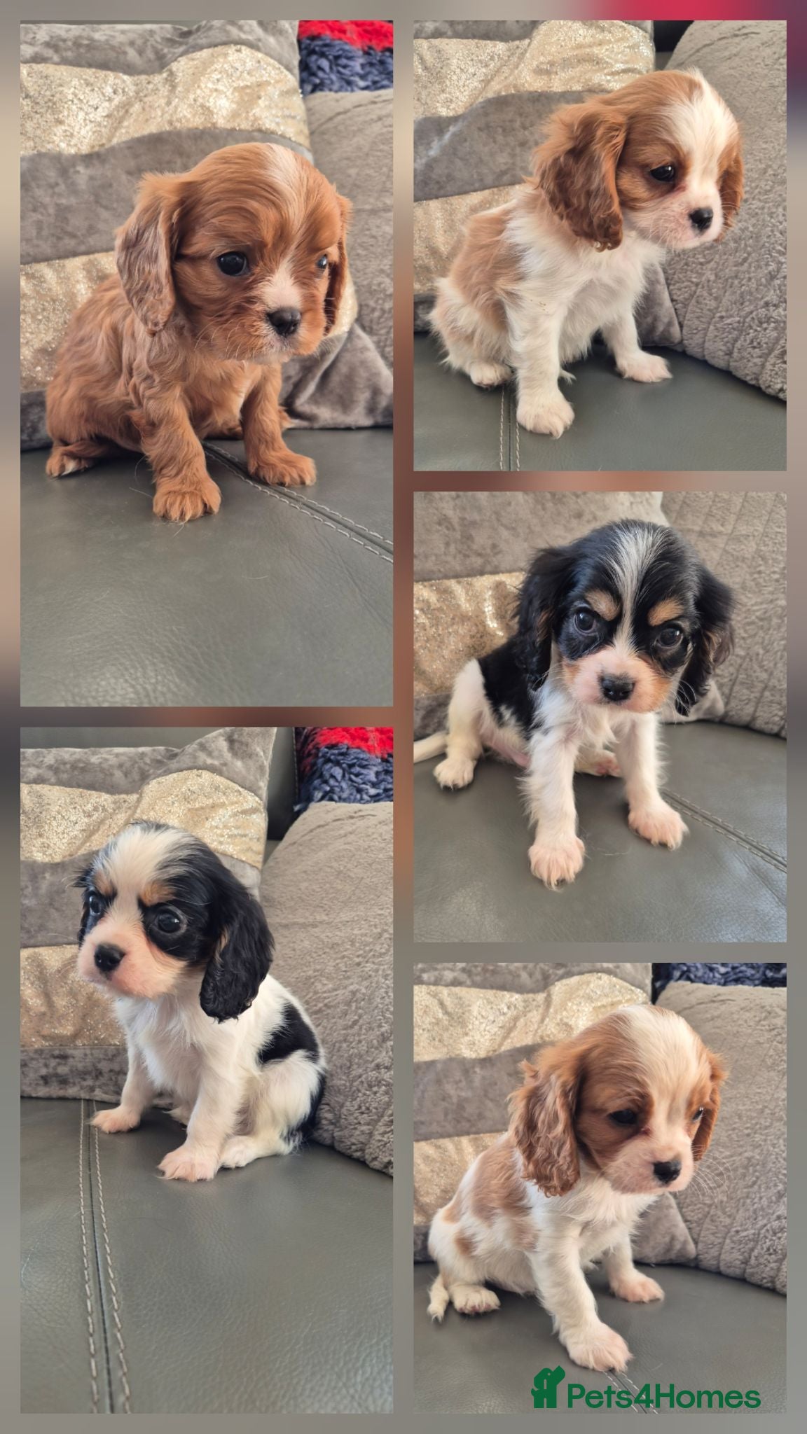 Cavalier King Charles Spaniel dogs KC Health Clear Cavalier King Charles Boys - Advert 1