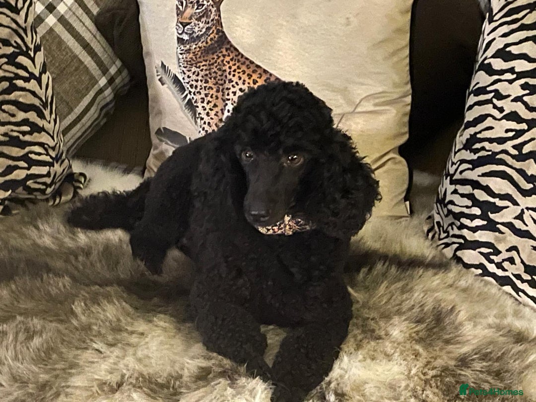 Miniature Poodle dogs for sale: KC reg miniature poodles, 5* licensed  - Image 10