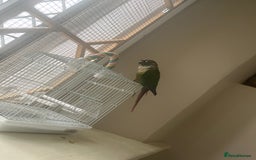 Conures birds for sale: Green cheek conure for sale  - Image 3