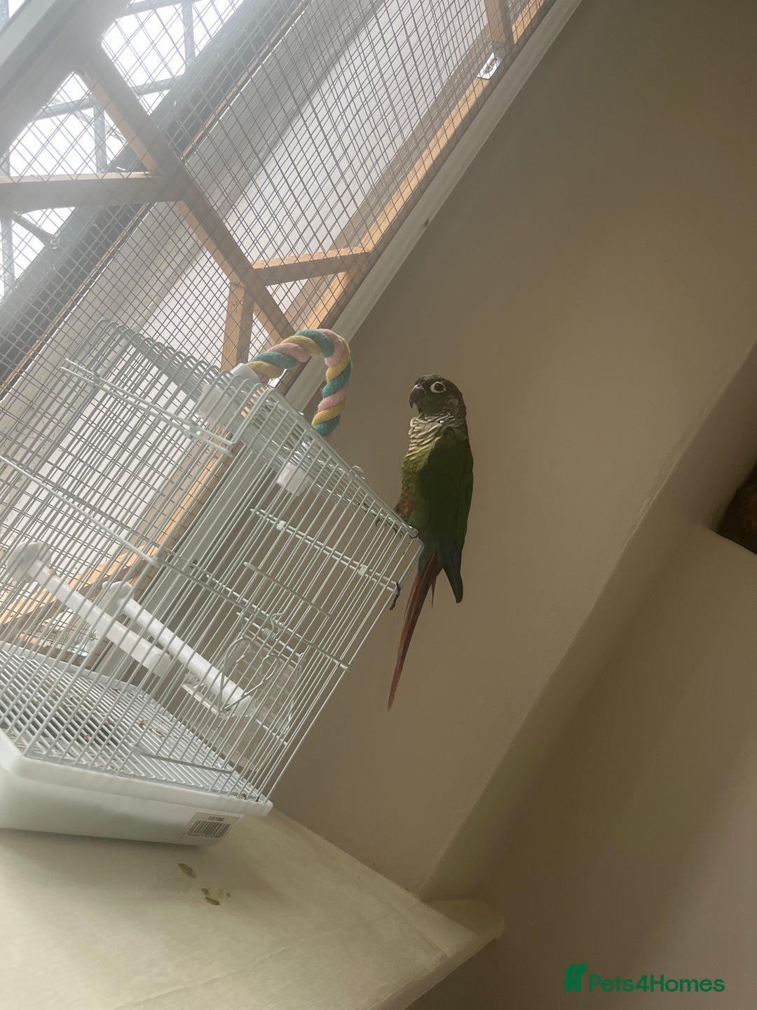 Conures birds for sale: Green cheek conure for sale  - Image 3