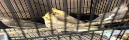 Cockatiels birds for sale: Young Cockatiels - Advert 11