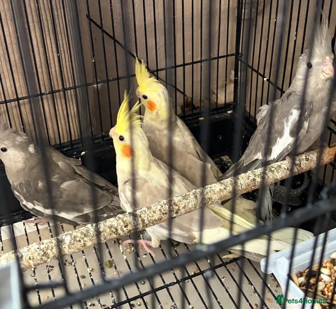 Cockatiels birds for sale: Young Cockatiels - Advert 11