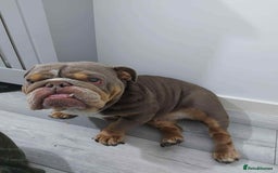 English Bulldog dogs for sale: KC ENGLISH BULLDOG BITCH - Image 2
