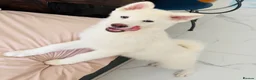 Japanese Akita Inu dogs for sale: Cute Japanese Akita puppy for the right home💜 - Advert 2