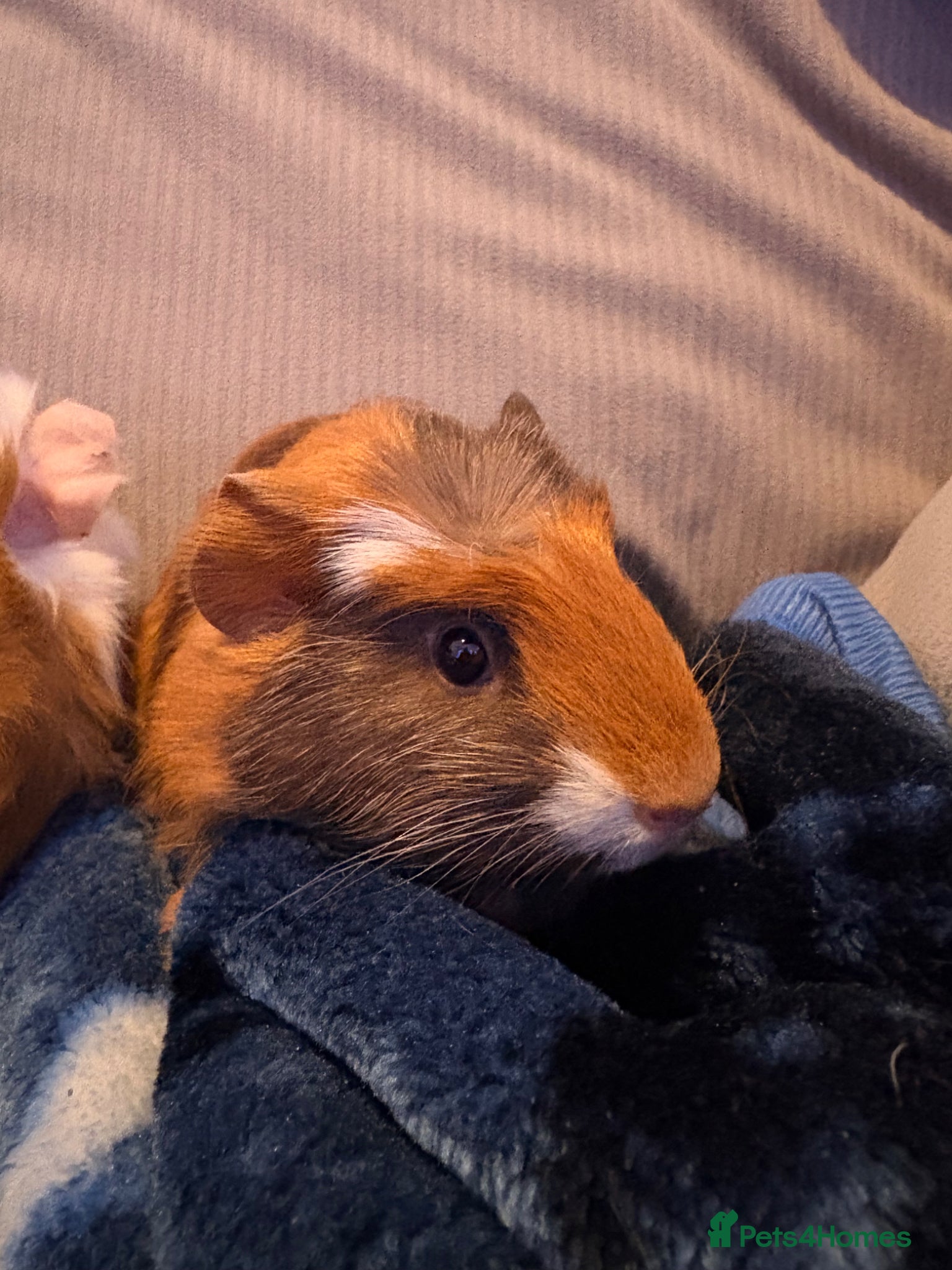 Guinea Pig rodents for sale: Alex and Warren in Brighton - Advert 3
