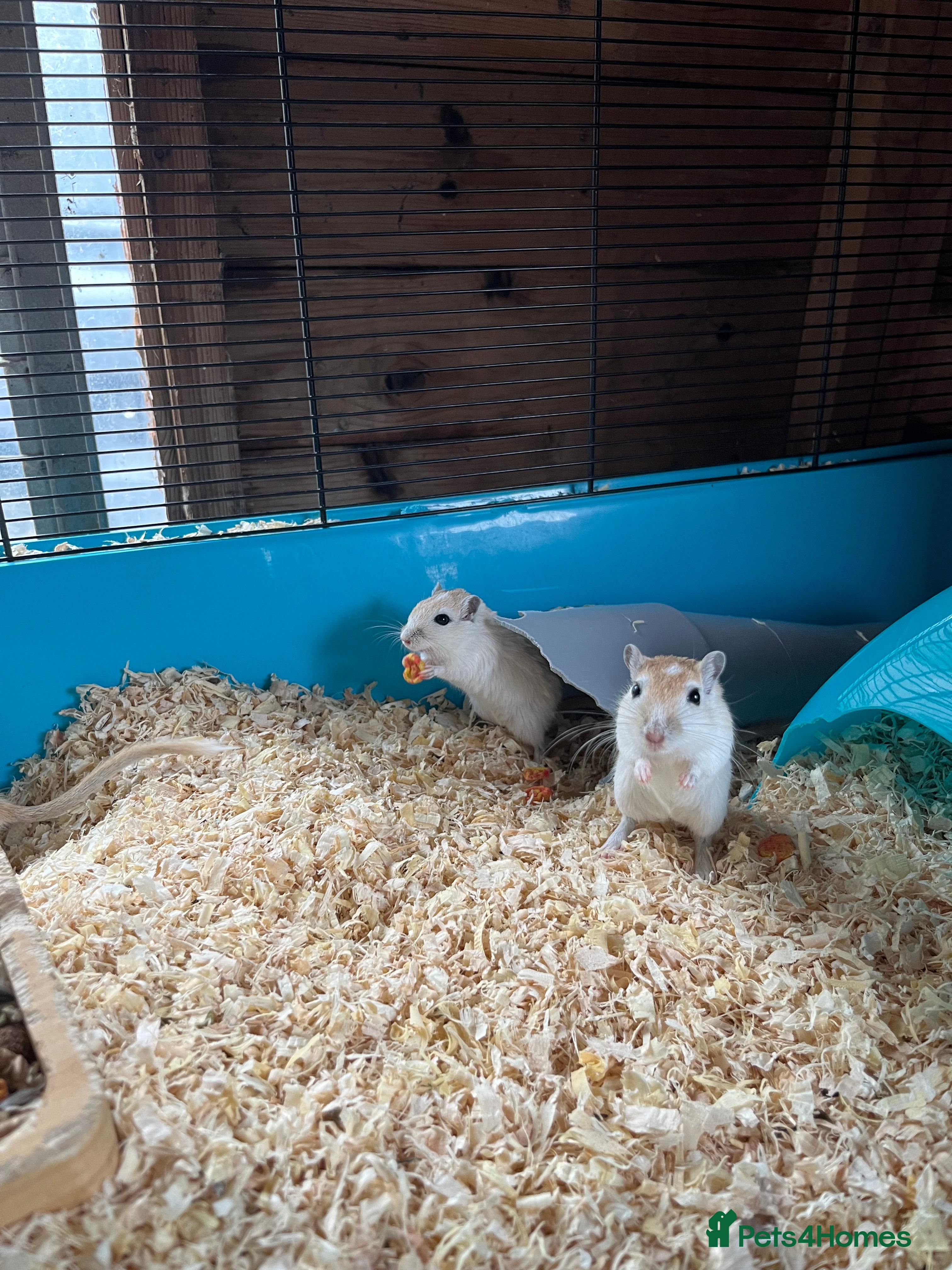 Gerbil rodents adult &amp; baby gerbils for sale - Advert 12