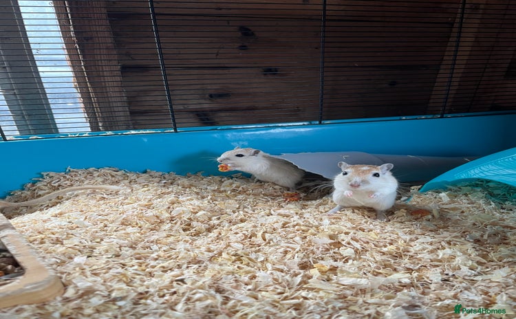 Gerbil rodents - Advert 3