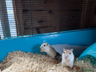 Gerbil rodents - Advert 3