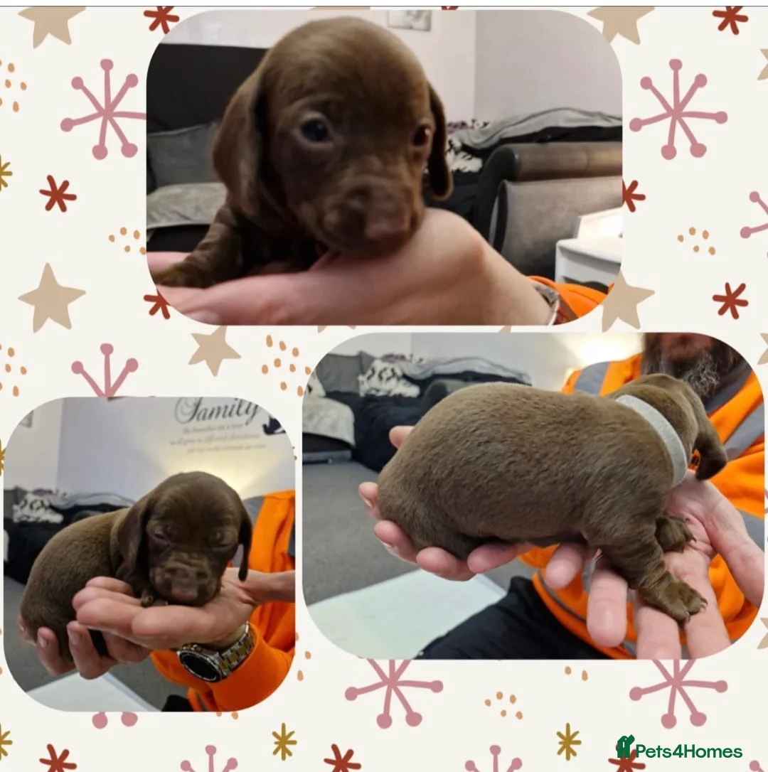 Miniature Dachshund dogs for sale: Absolutely beautiful  in Portsmouth - Advert 2