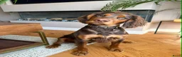 Sprocker dogs for sale: Beautiful Sprocker puppies  - Advert 32