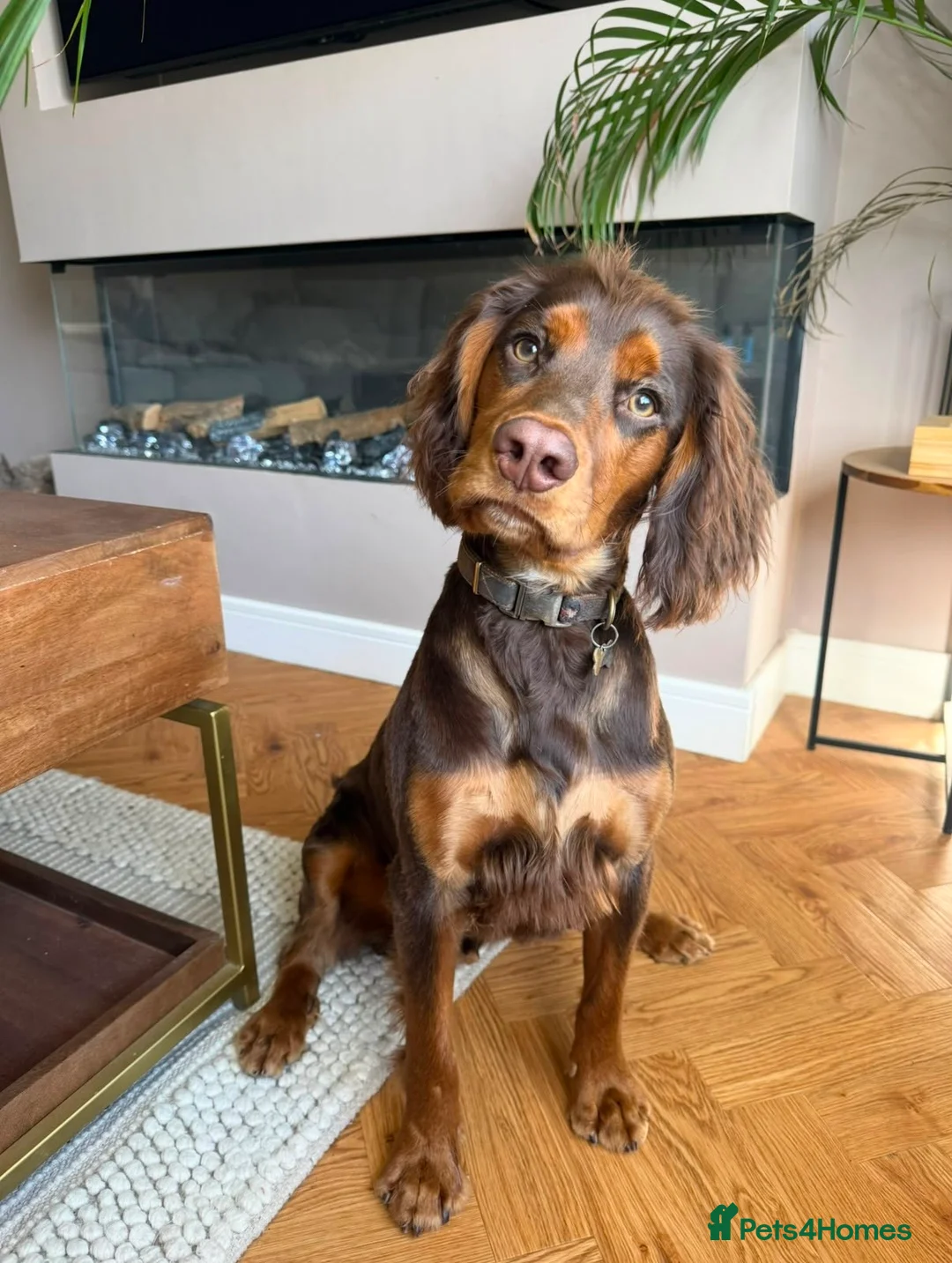 Sprocker dogs for sale: Beautiful Sprocker puppies  - Advert 32