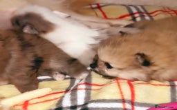 Pomeranian dogs for sale: 🎄🎅CHRISTMAS SPECIAL SMALL SKY🩵BLUE 👀 POMS - Image 15
