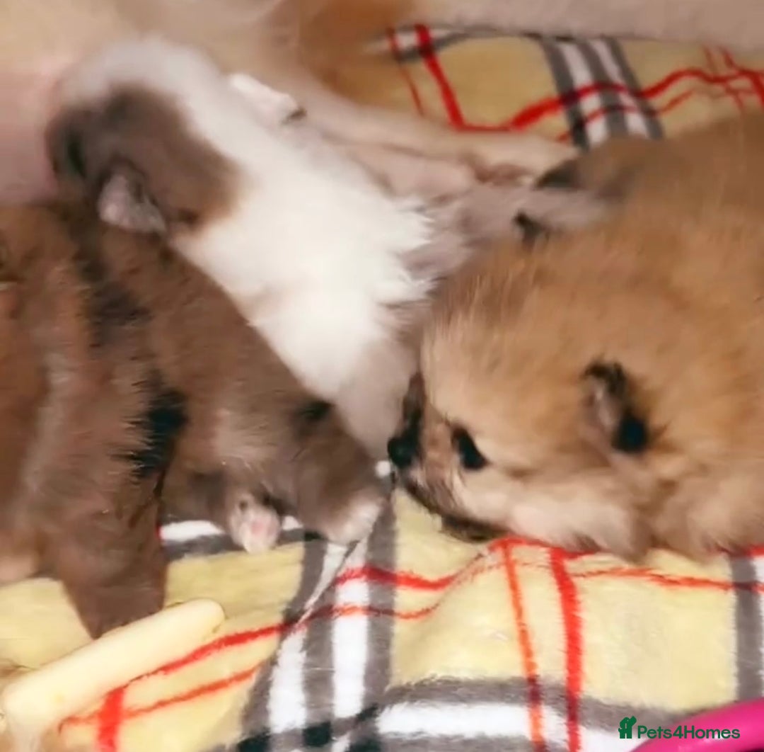 Pomeranian dogs for sale: 🎄🎅CHRISTMAS SPECIAL SMALL SKY🩵BLUE 👀 POMS - Image 15