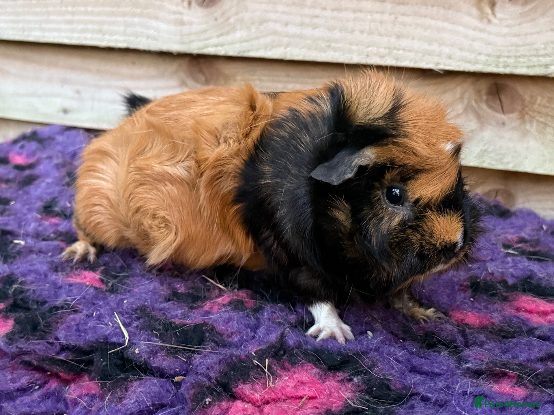 Guinea Pig rodents Guinea pigs forsale  - Advert 5