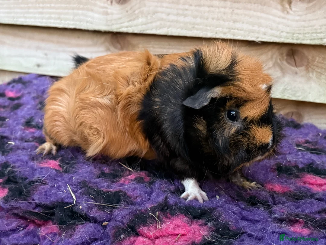 Guinea Pig rodents for sale: Guinea pigs forsale  - Advert 1