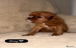 Cavalier King Charles Spaniel dogs for sale: King Charles Cavalier Puppies  - Image 5