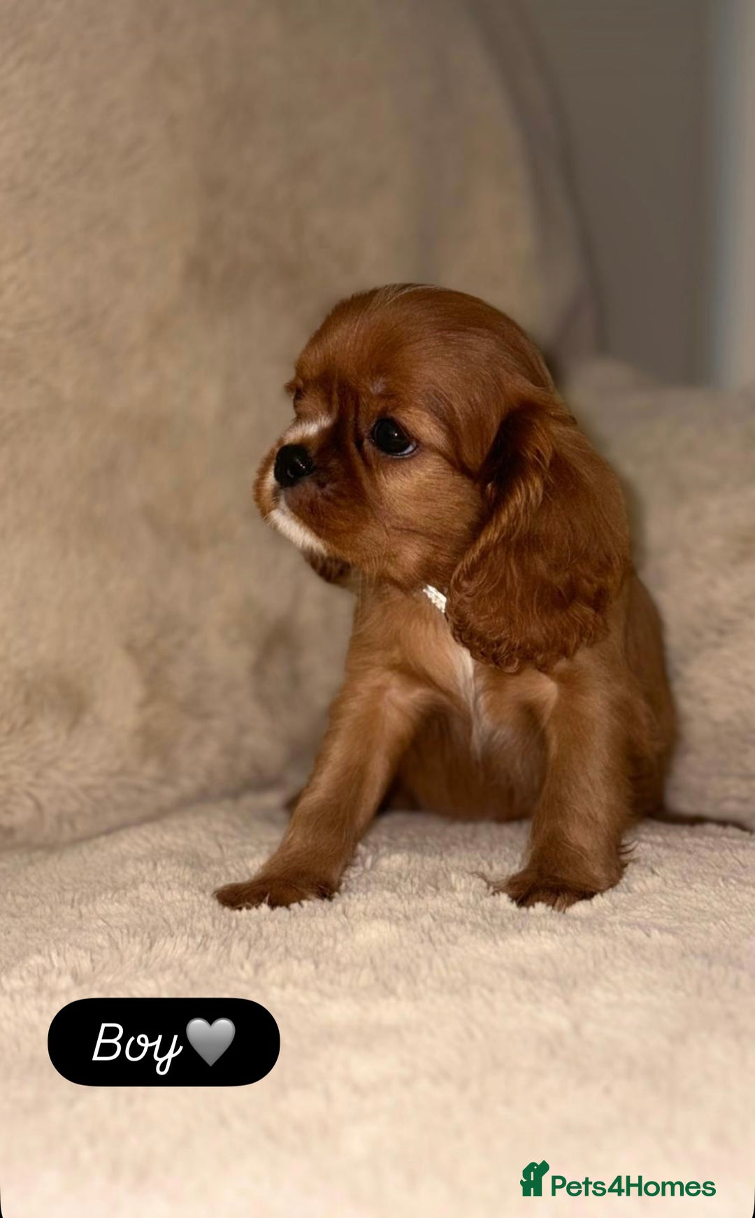 Cavalier King Charles Spaniel dogs for sale: King Charles Cavalier Puppies  - Image 5