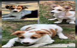 Mixed Breed dogs for adoption: PEGI, SARA & MIA - Image 2