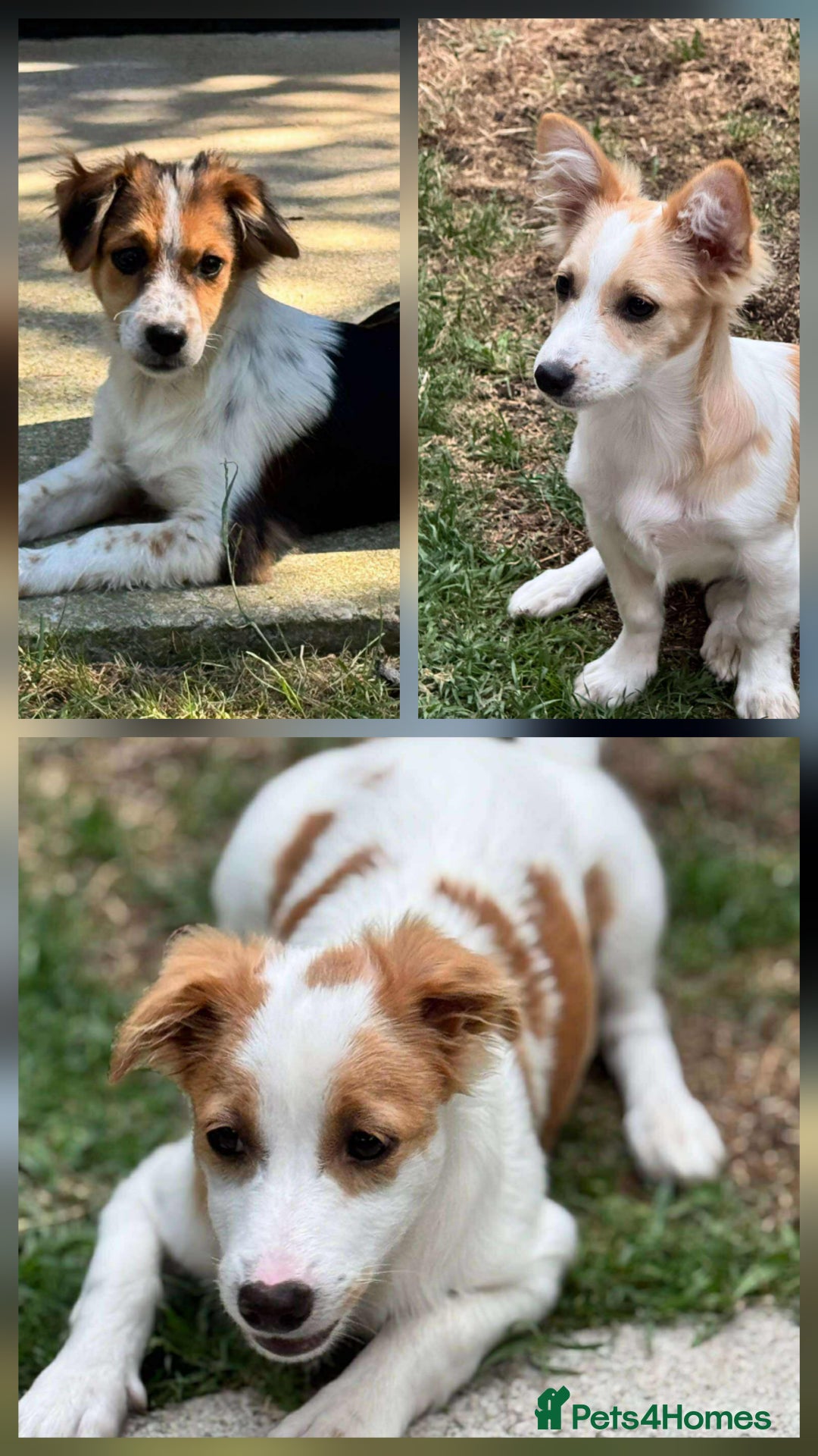 Mixed Breed dogs for adoption: PEGI, SARA & MIA - Image 2