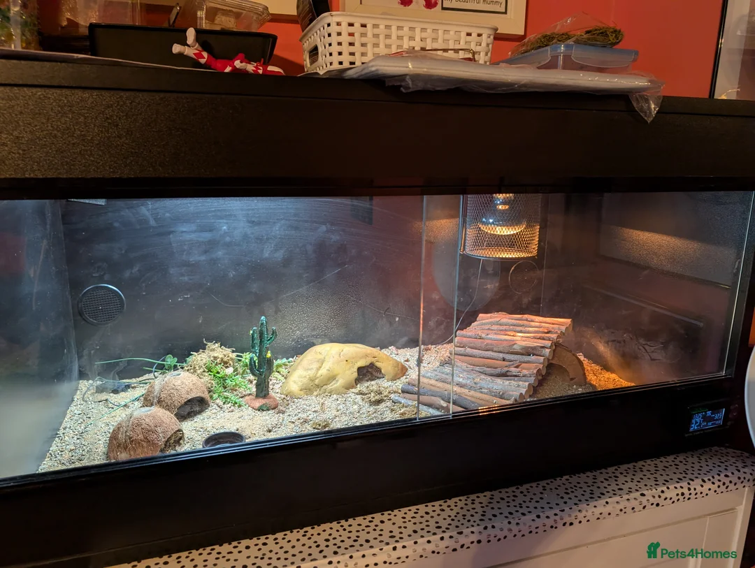 Leopard Gecko reptiles for sale: Leopard Gecko and tank for sale - Advert 4