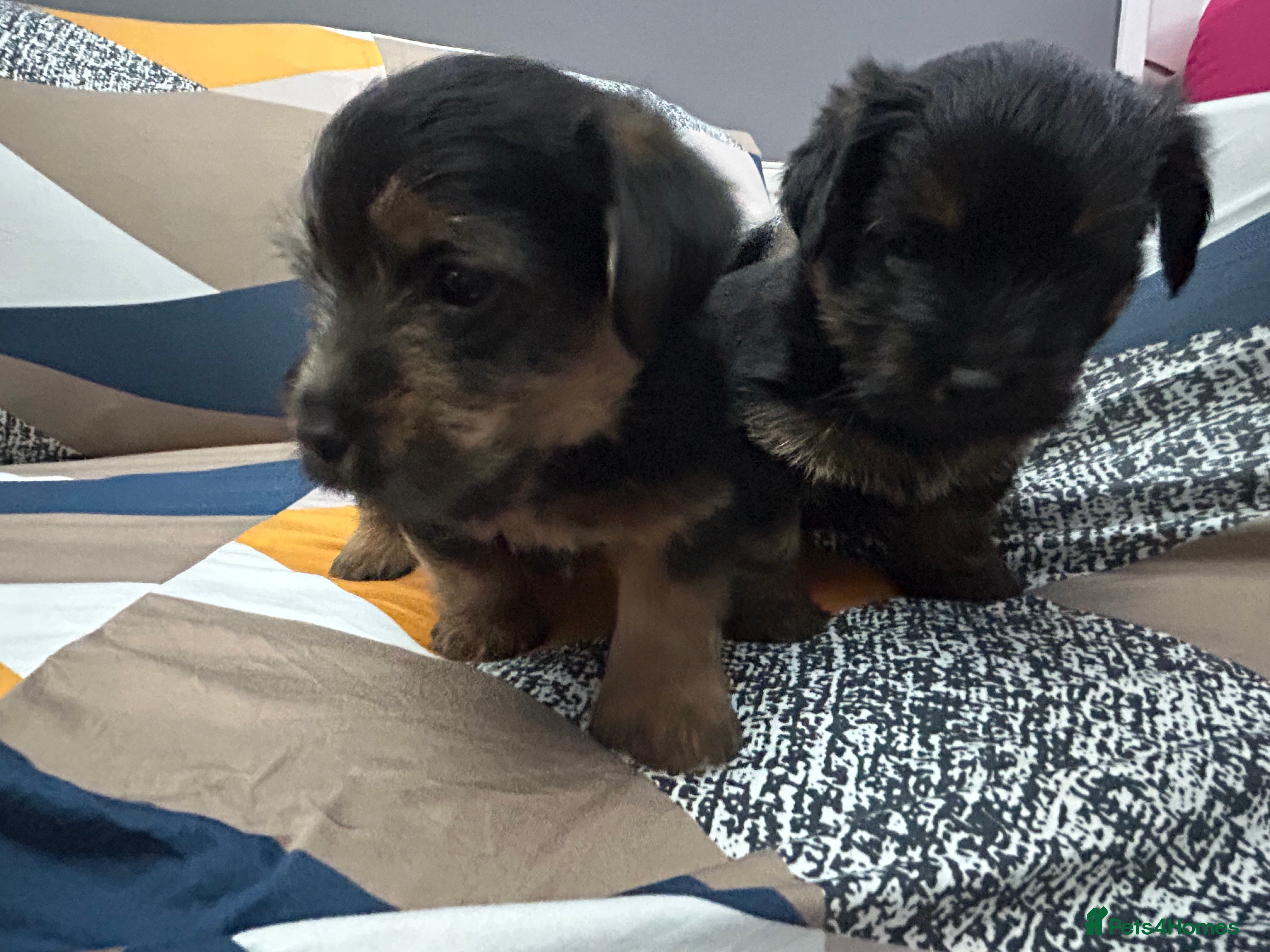 Norfolk Terrier dogs KC Norfolk terrier puppies  - Advert 1